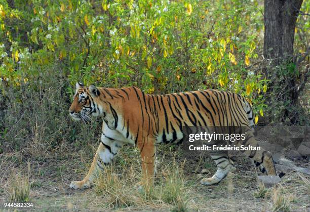 Young tigress in the Ranthambore National Park in Rajasthan on March 01, 2017 in India.