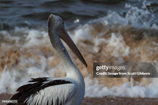 pelican - watching the surf break - image by scott gibbons stock pictures, royalty-free photos & images