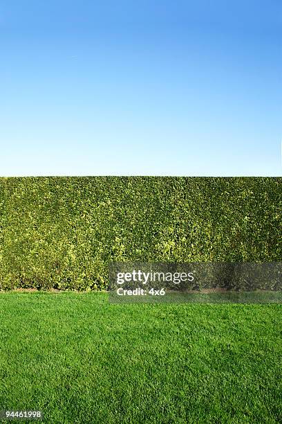 den garten - hecke stock-fotos und bilder