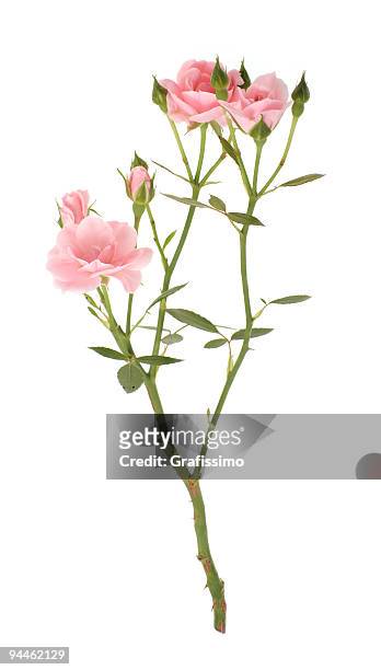 branch of pink roses - isolated twig stock pictures, royalty-free photos & images