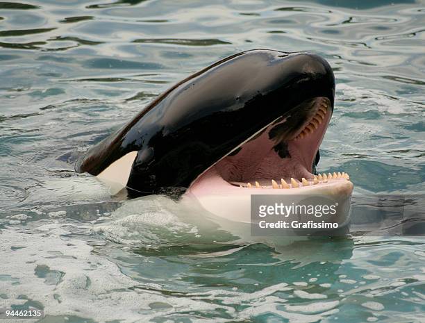 head of a schwertwal orca - killer whale stock-fotos und bilder