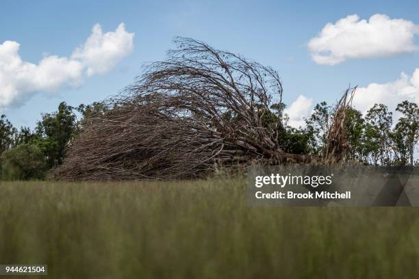 The remains of a large African Mahogany tree, felled during Cyclone Marcus, is seen on April 11, 2018 in Darwin, Australia. Darwin is the capital of...