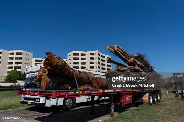 The remains of a large African Mahogany tree, felled during Cyclone Marcus, is pictured on April 8, 2018 in Darwin, Australia. Darwin is the capital...