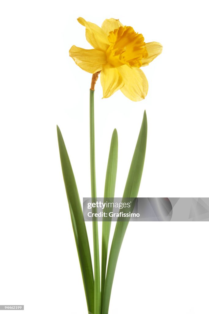 Daffodil isolated on white background