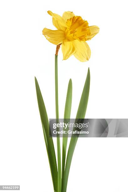 daffodil isolated on white background - flowerbed isolated stock pictures, royalty-free photos & images