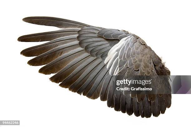 complete wing of grey bird isolated on white - columbiformes stockfoto's en -beelden