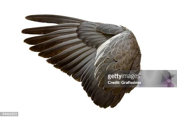 die grau vogel flügel, isoliert auf weiss - white pigeon stock-fotos und bilder