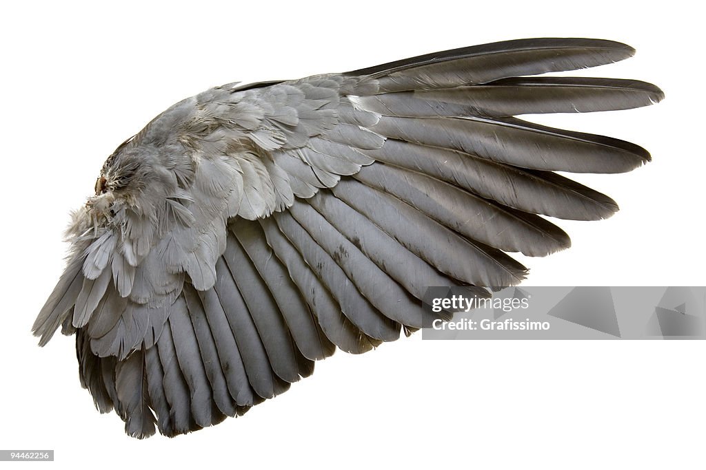 Complete wing of grey bird isolated on white