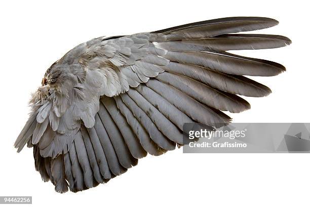 complete wing of grey bird isolated on white - white pigeon stock pictures, royalty-free photos & images