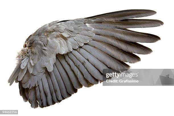 complete wing of grey bird isolated on white - dove bird stock pictures, royalty-free photos & images