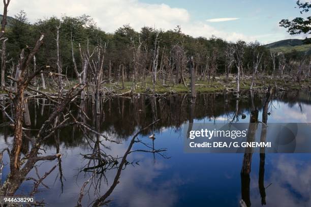 Lagoon surrounded by snag trees, Tierra del Fuego, Chile and Argentina.