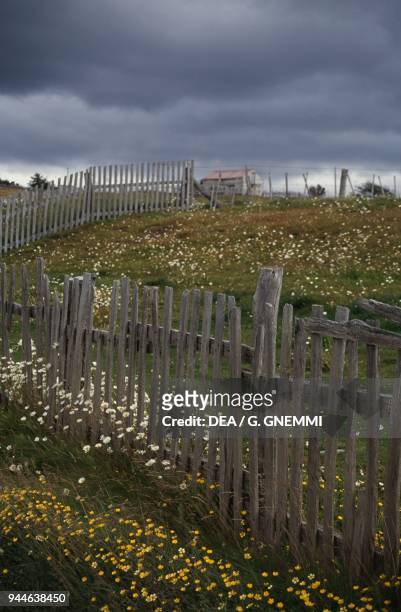 Fence dividing flowery meadows, with a house in the background, Terra del Fuoco, Chile and Argentina.