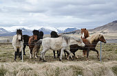 The Small Herd of Islandic Ponnies Standing behind the Fence on Meadow under Mountains.