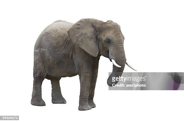 food, isoliert auf weiss mit clipping path - afrikanischer elefant stock-fotos und bilder
