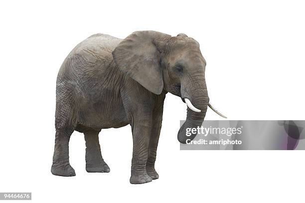 elefant isolato su bianco con percorso clip - elephant foto e immagini stock