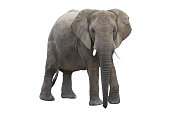 elefant with clipping path
