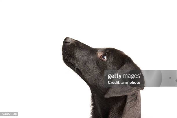 watchful young dog - black dog stock pictures, royalty-free photos & images
