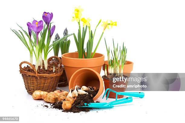 Spring Bulb Pots Spring Bulbs In Pots Photos and Premium High Res Pictures - Getty Images