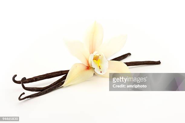 orquídea com baunilha - cabeça da flor - fotografias e filmes do acervo