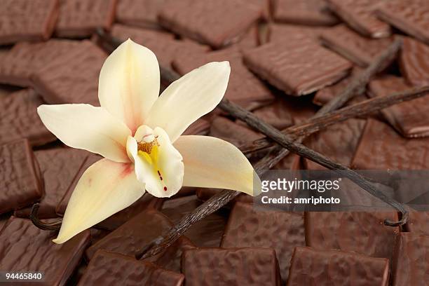 vanille und schokolade - baumblüte stock-fotos und bilder