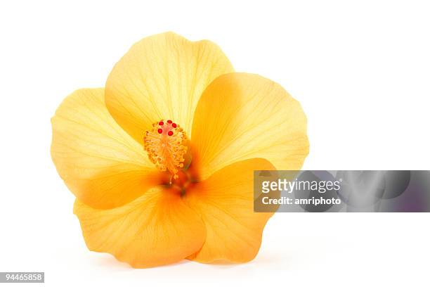 orange hibiscus - hibiscus stock pictures, royalty-free photos & images