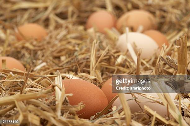 hidden eggs - eggs straw stock pictures, royalty-free photos & images
