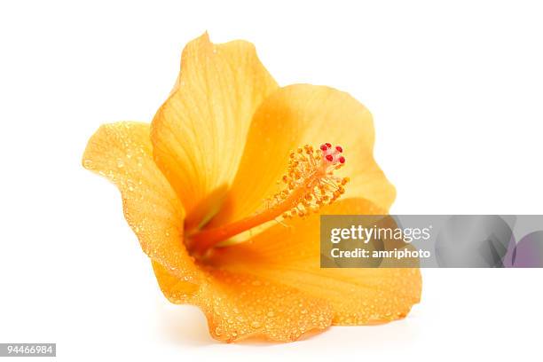 wet hibiskus - tropical flower stock-fotos und bilder