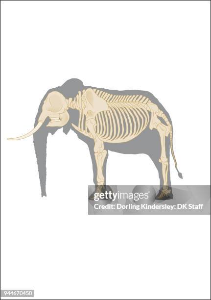 elephant - 動物の骸骨点のイラスト素材／クリップアート素材／マンガ素材／アイコン素材