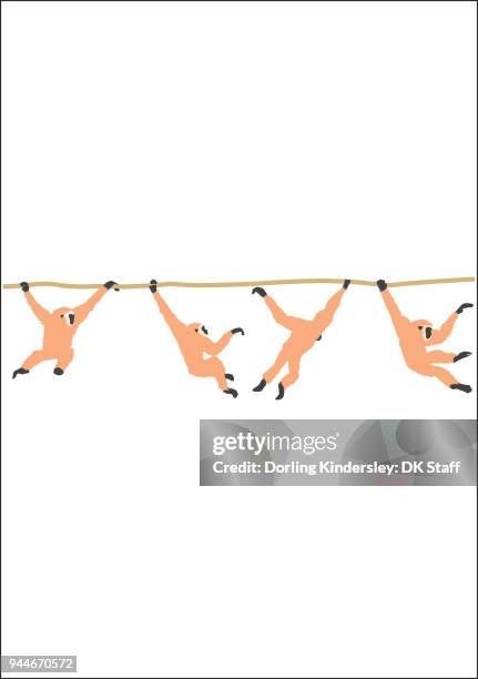 Monkey Rope Photos and Premium High Res Pictures - Getty Images