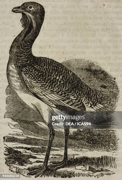 Great bustard , male, illustration from Teatro universale, Raccolta enciclopedica e scenografica, No 207, June 23, 1838.