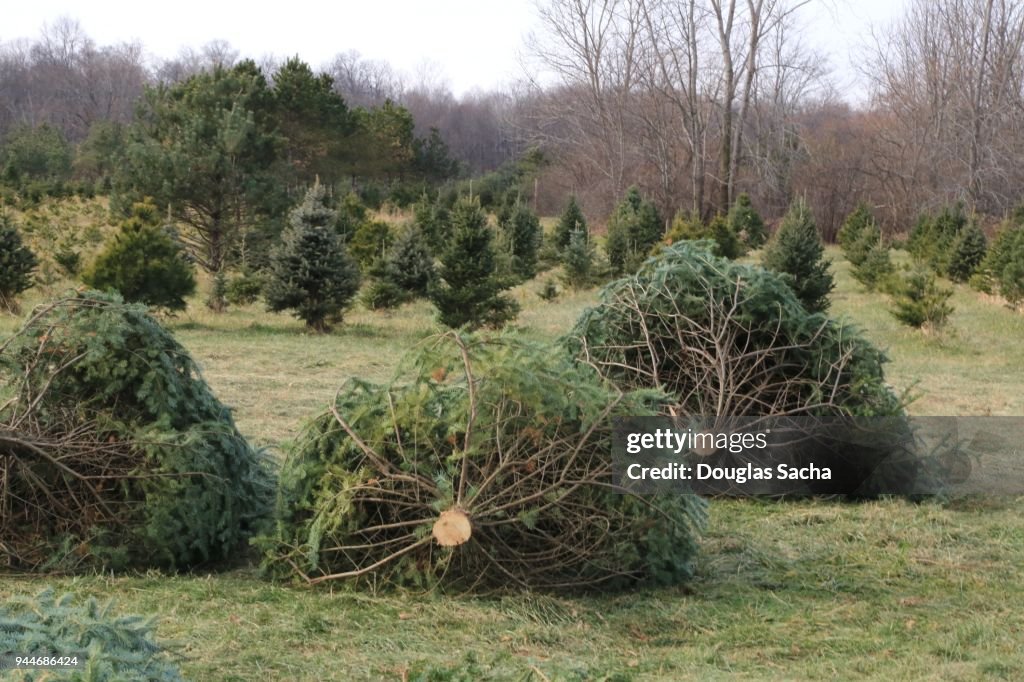 Cut your own Christmas Tree Farm