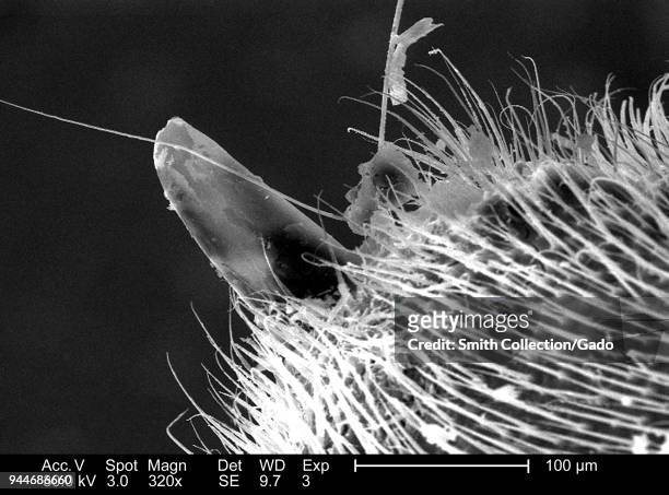 Western honeybee's stinger apparatus, depicted in the 320x magnified scanning electron microscopic image, 2005. Image courtesy Centers for Disease...