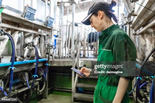 woman worker checking control panel of the milking machine - milking machine stock pictures, royalty-free photos & images