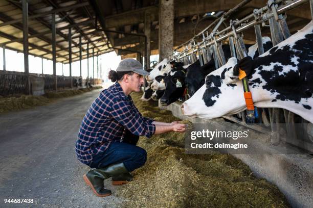 tierarzt bauer bei der arbeit mit kuh - dairy farming stock-fotos und bilder