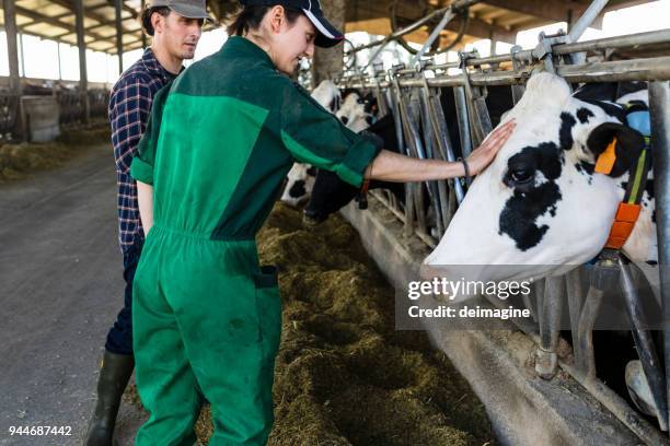 vache caressant de femme vétérinaire - rancher photos et images de collection