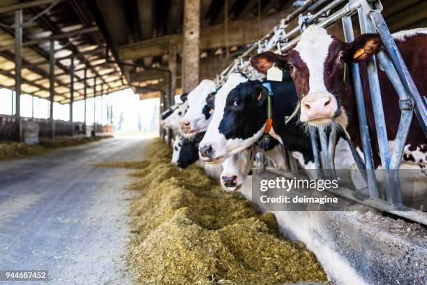 melkveebedrijf koeien overdekt in de schuur - boerderij stockfoto's en -beelden