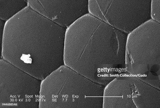 Western honeybee's compound eye, depicted in the 2917x magnified scanning electron microscopic image, 2005. Image courtesy Centers for Disease...