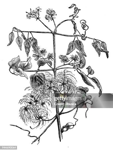 botany plants antique engraving illustration: clematis vitalba (old man's beard, traveller's joy) - clematis vitalba stock illustrations