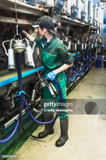 woman worker controlling the milking machine - suction tube stock pictures, royalty-free photos & images