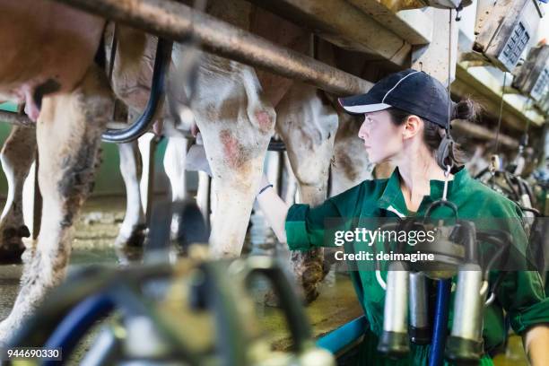 woman worker controlling the milking machine - milking machine stock pictures, royalty-free photos & images