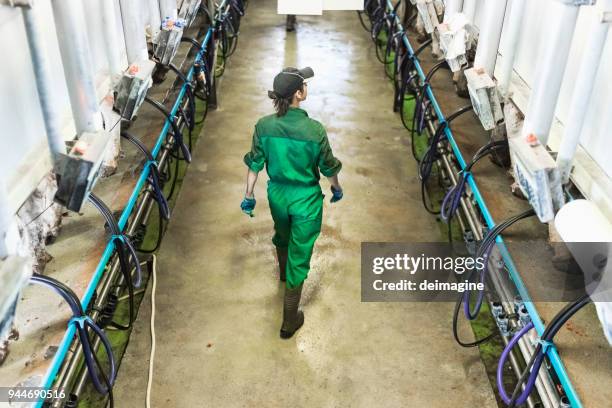 woman worker controlling the milking machine - milking machine stock pictures, royalty-free photos & images