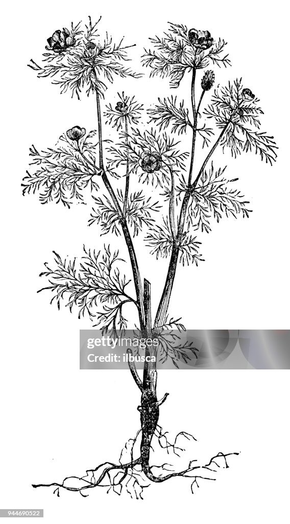 Botany plants antique engraving illustration: Adonis vernalis (pheasant's eye)
