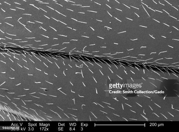 Western honeybee's wing depicted in the 172x magnified scanning electron microscopic image, 2005. Image courtesy Centers for Disease Control / Janice...