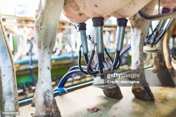 de la vaca durante el ordeño con máquinas de campana - tubo de succión fotografías e imágenes de stock