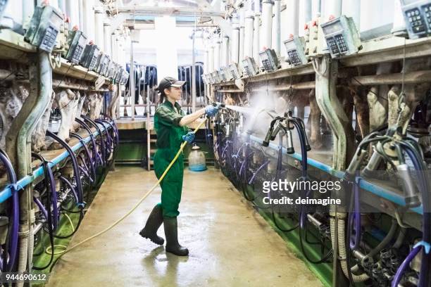 arbeitnehmerin waschen die melkmaschine - milking farm stock-fotos und bilder