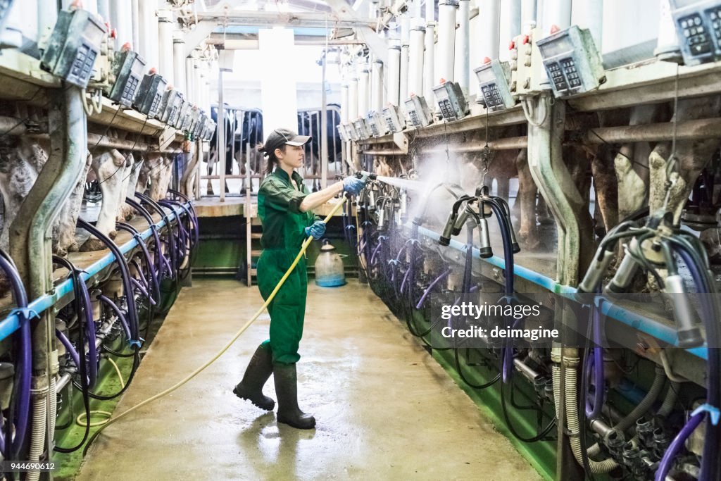 女工清洗擠奶機