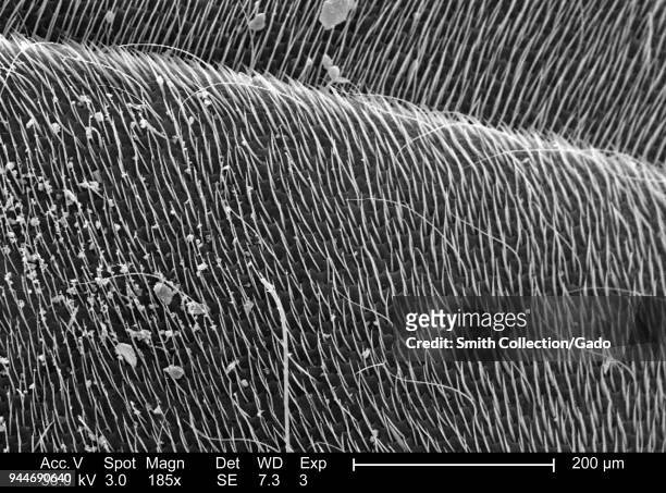 Western honeybee's exoskeletal surface depicted in the 185x magnified scanning electron microscopic image, 2005. Image courtesy Centers for Disease...