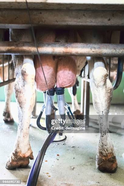 de la vaca durante el ordeño con máquinas de campana - tubo de succión fotografías e imágenes de stock