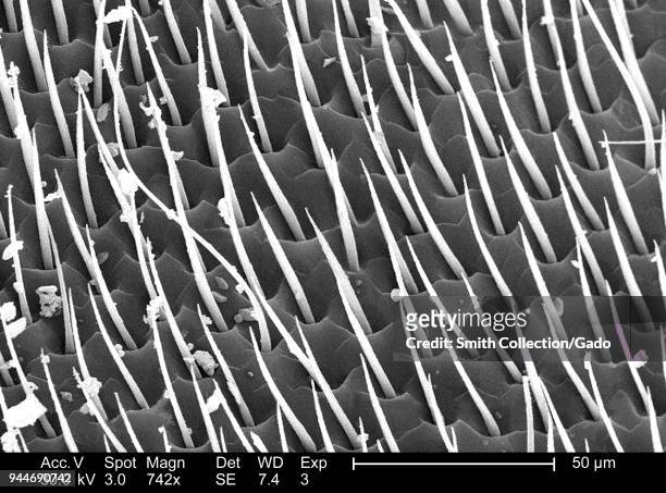 Western honeybee's exoskeletal surface depicted in the 742x magnified scanning electron microscopic image, 2005. Image courtesy Centers for Disease...