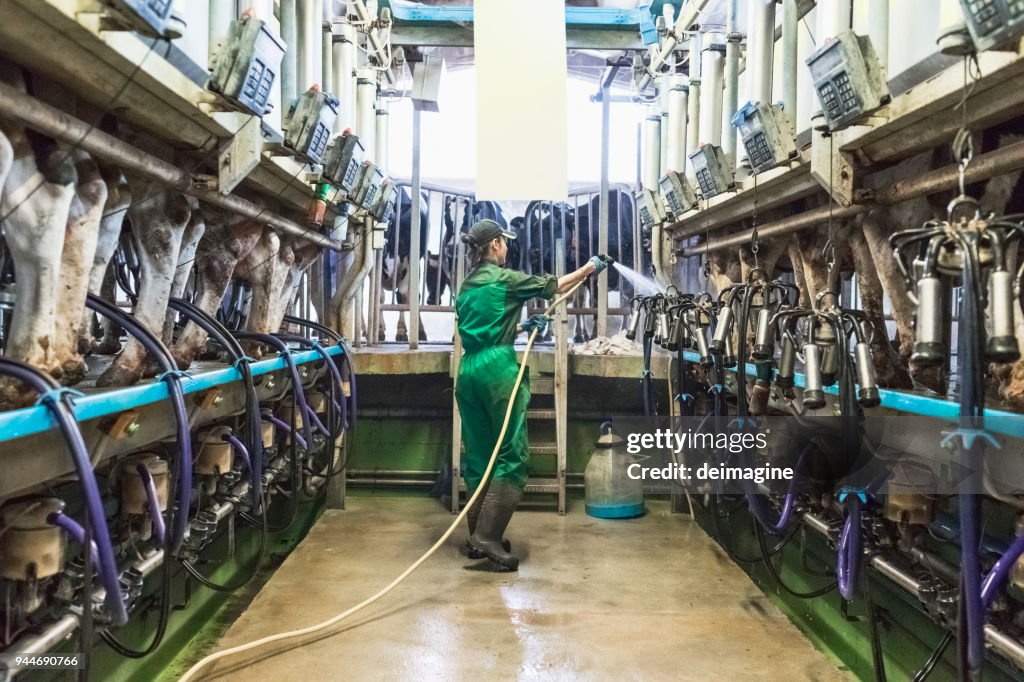 Trabajadora limpia la máquina de ordeño